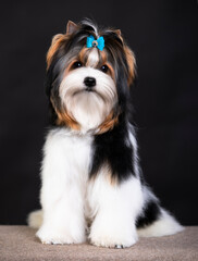 Naklejka na ściany i meble puppy dog Biewer Yorkshire Terrier 