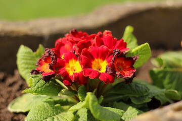wunderschöne rote blumen im garten