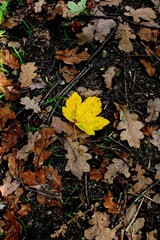 Closeup of a yellow leaf with other autumn leaves on a ground