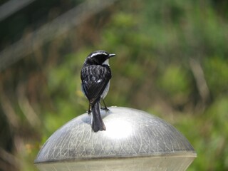 Closeup of a Little pied flycatcher sitting on a metal ball