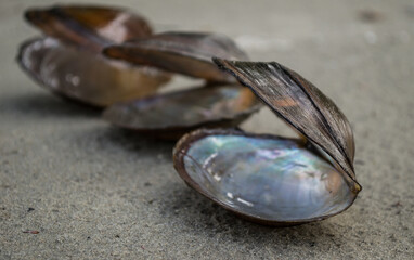 River shells on the sand. River shells lying on the sandy beach.
