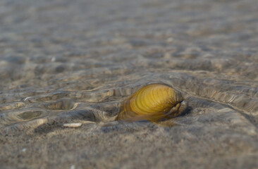 River shells on the sand. River shells lying on the sandy beach.