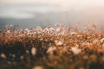 Close-up shot of wild meadow flowers