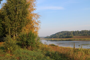 branchy tree on the bank of the river in the summer in the village