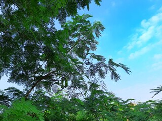 Fototapeta premium trees in the sky