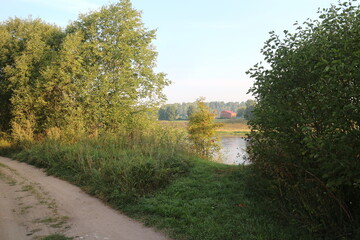 Fototapeta na wymiar branchy tree on the bank of the river in the summer in the village