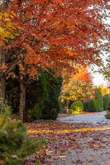 maple dropped red dry leaves on paving slabs