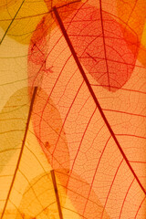 Leaf abstract background, Tropical leaves wall art design with space for your text.