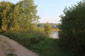 branchy tree on the bank of the river in the summer in the village