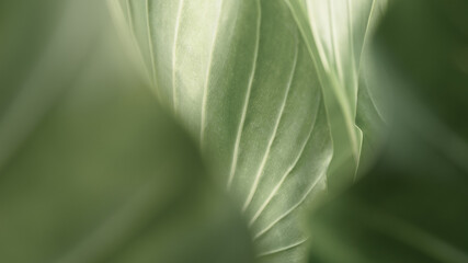 Close up tropical green leaf texture for background.