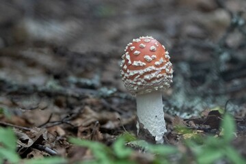 Closeup shot of the poisonous Fly agaric fungus with a red cap and white spots