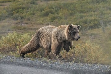 Closeup shot of a grizzly bear walking near the road through the green plants