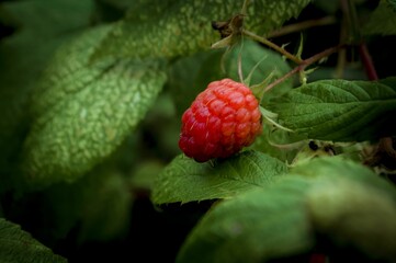 Closeup of a raspberry growing on a bush.