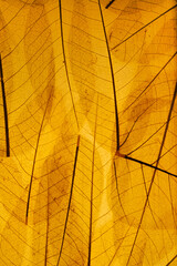 Leaf abstract background, Tropical leaves wall art design with space for your text.