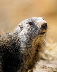 Vertical portrait of an alpine marmot