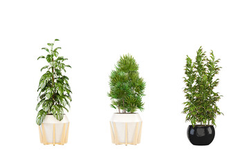 Plant in pot in 3d rendering