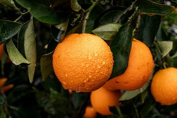Closeup of wet oranges on the thick tree