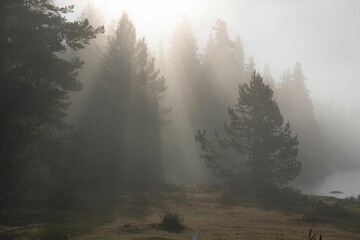 Sun rays falling on a pine tree forest on a misty day