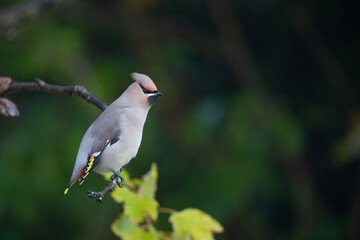Bohemian waxwing (Bombycilla garrulus) on branch.Brønnøysund,Norway