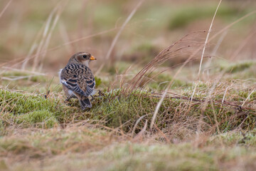 Snow bunting on a mountain in the Cairngorms, Scotland