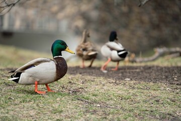 Naklejka na ściany i meble Mallard Ducks In and Around a Pond