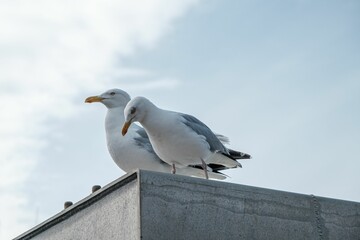Low angle shot of perched seagulls