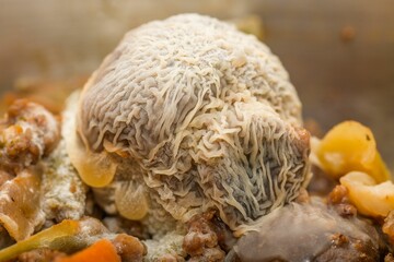 Closeup shot of an old food overgrown with mould