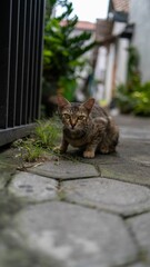 Obraz premium Vertical shot of a small stray tabby cat ready to pounce on a road