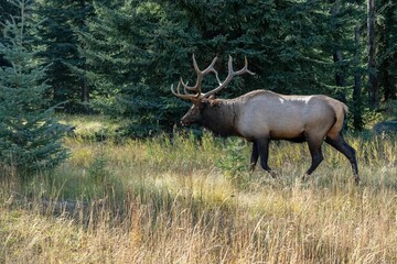 Close-up shot of a deer in a field surrounded by trees