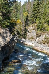 Vertical shot of a river flowing between spruces