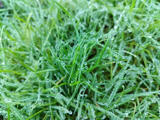 Closeup shot of green grass covered in frozen wet droplets in daylight