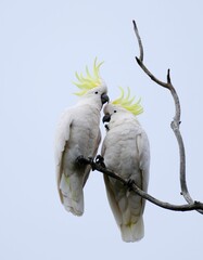 Vertical low angle shot of two sulphur-crested cockatoo birds on a branch together