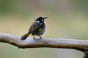 Selective focus shot of a white-cheeked honeyeater bird perched on a tree branch