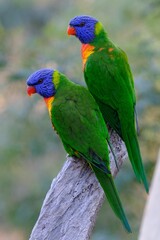 Vertical shot of a pair of exotic loriini birds perched on a tree branch together