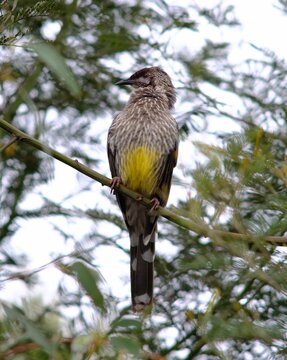 Vertical shot of a red wattlebird perched on a tree branch