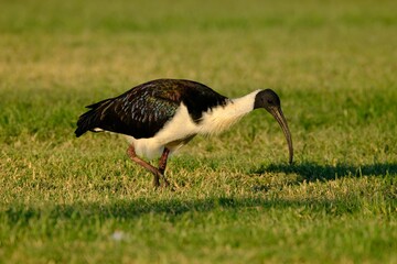 Black white straw-necked ibis bird perched on a green field