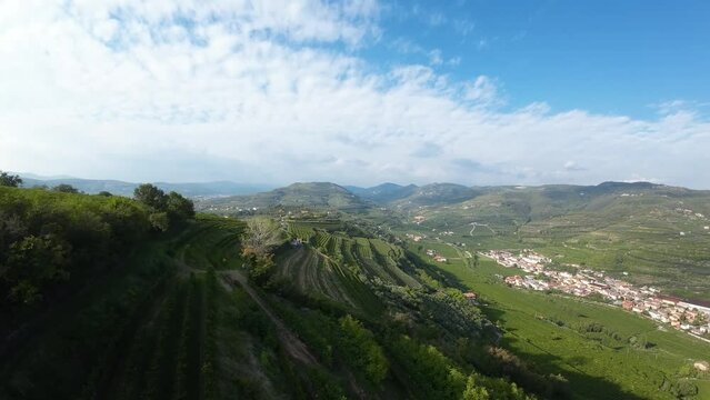 Flight with FPV drone, over the vineyards of the Soave area, you can see the vineyards with the bunches of grapes ready for the harvest. The drone makes low-altitude passages between the vines and oth