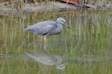 Closeup shot of a white-faced heron bird wading in a pond