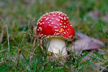 Closeup shot of a red spotted agaric fungus growing on a forest floor