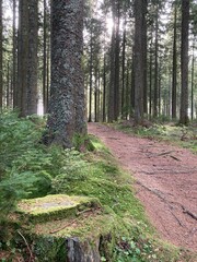 Vertical shot of a walking path in a forest with tall wooden trees in daylight