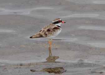 Closeup shot of a black-fronted dotterel bird wading in a pond