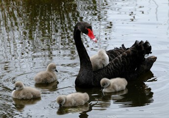 Closeup shot of a black swan with its chicks swimming in a pond © Boris80/Wirestock Creators