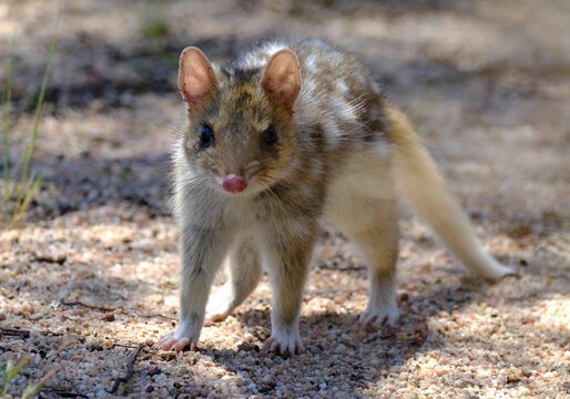 Closeup shot of a small bronze quoll walking around in a forest