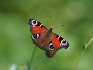 Shallow focus shot of an European peacock butterfly perching on plant with blur green background