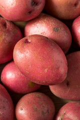 Raw Red Organic Potatoes
