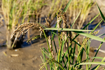 Closeup of rice crop and rice grain. Industrial agriculture and farming. Tagus Estuary Natural Reserve. Native Rice of Portugal. 
