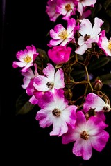 Vertical shot of beautiful pink and white flowers