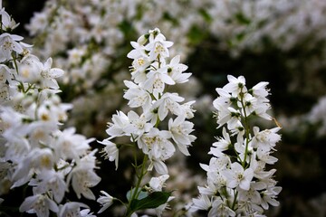 Closeup shot of white blossoms