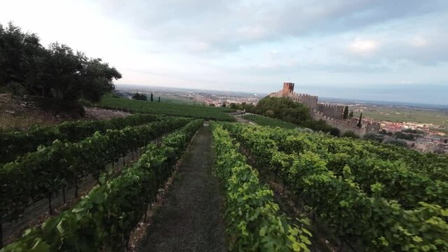 Flight with FPV drone, over the vineyards of the Soave area, you can see the vineyards with the bunches of grapes ready for the harvest. The drone makes low-altitude passages between the vines and oth