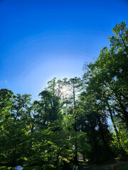 Sun setting behind trees
